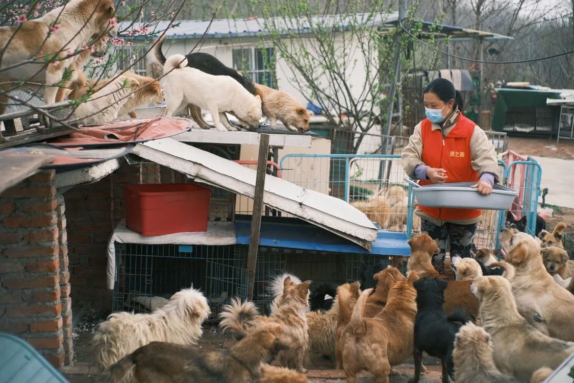 A volunteer caring for rescued dogs at an animal shelter