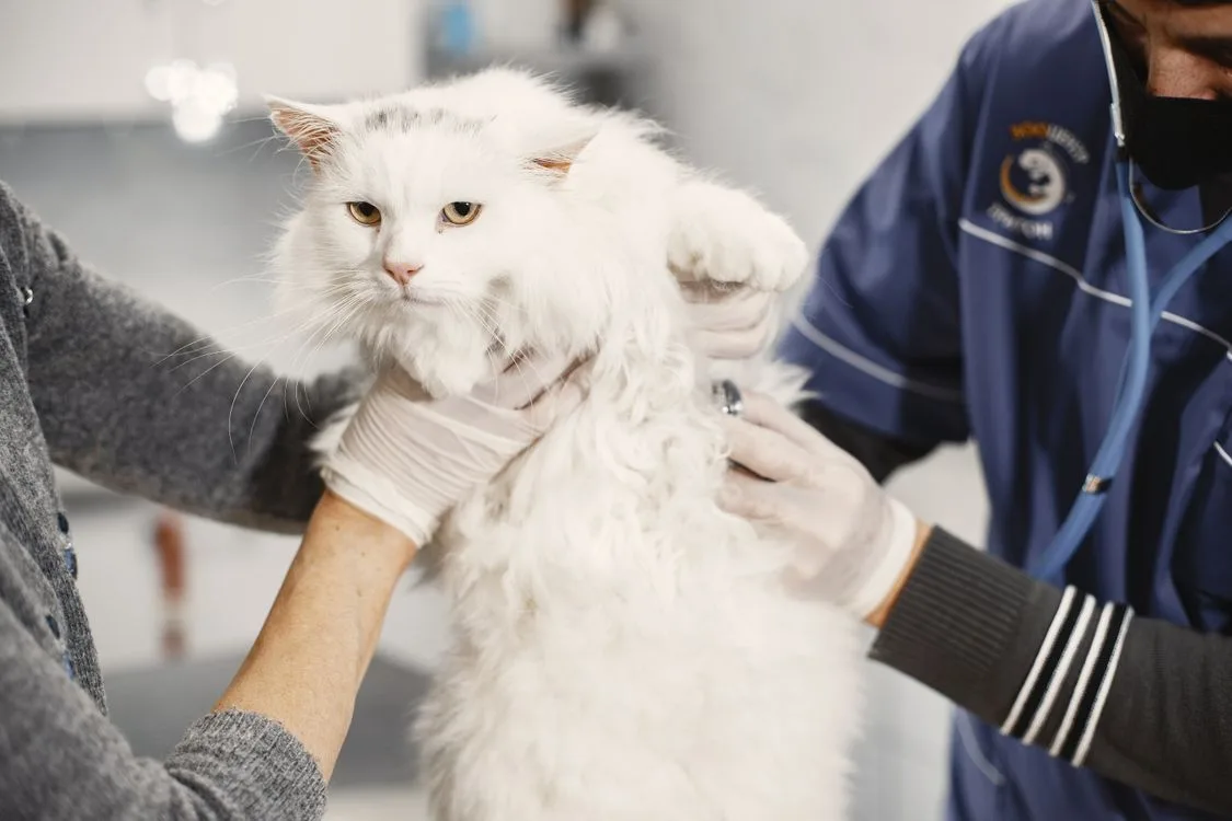 A veterinarian examining a cat while its caregiver watches