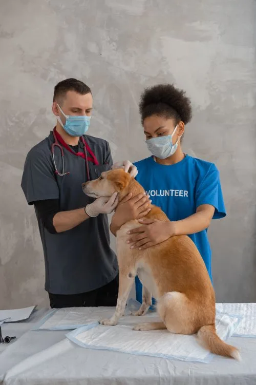 A veterinarian examining a dog with a volunteer present